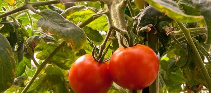 La cara oculta de mayo también afecta a tu jardín